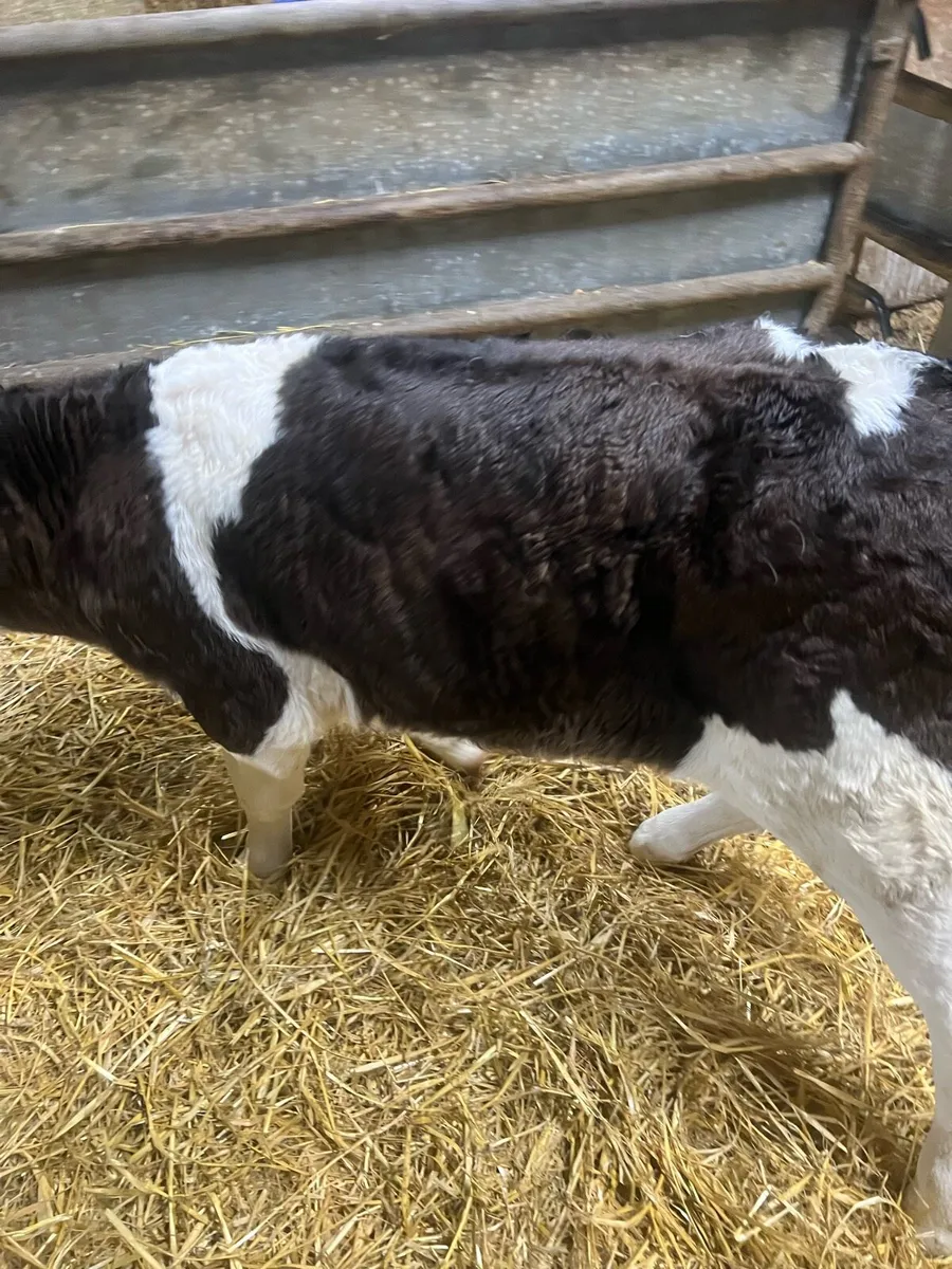 BB heifer calf’s for sale - Image 2