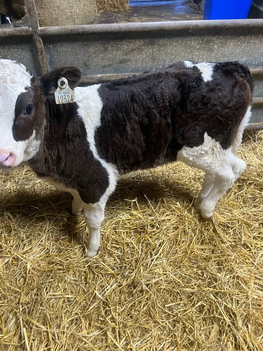 BB heifer calf’s for sale - Image 3