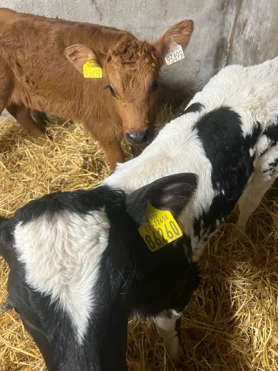 BB heifer calf’s for sale - Image 4