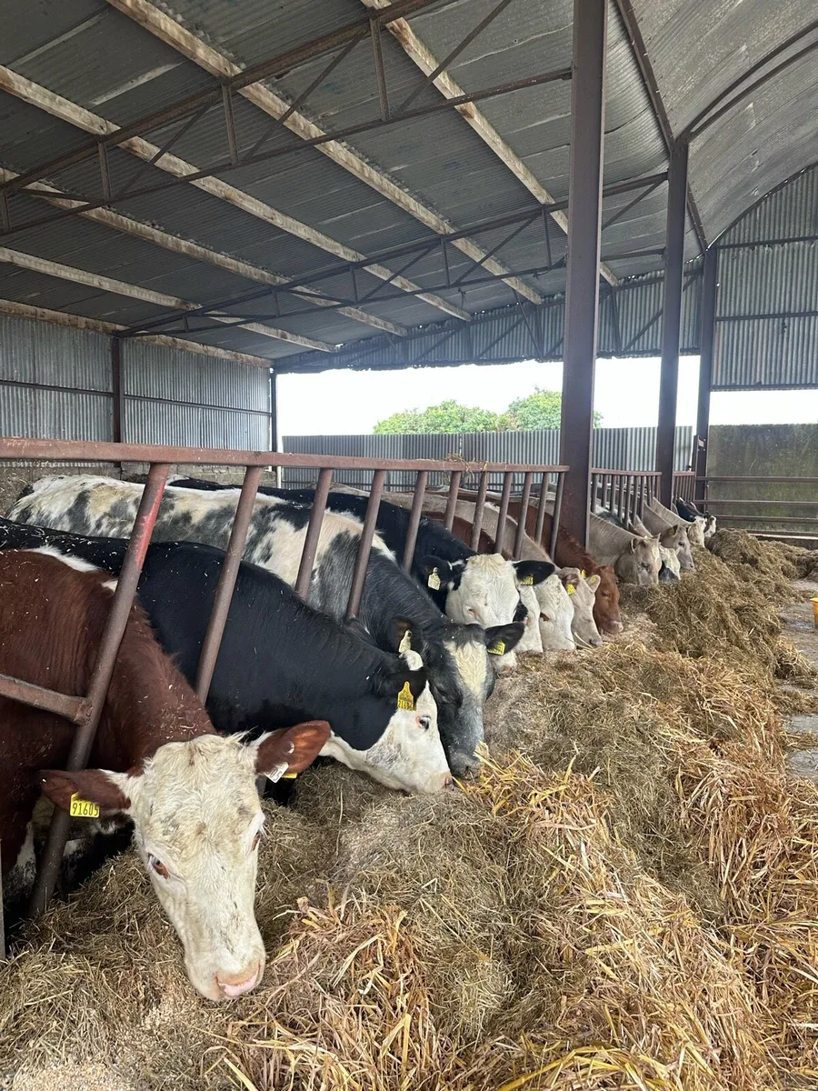 ⭐️ Heifers & Bullocks ⭐️ - Image 4