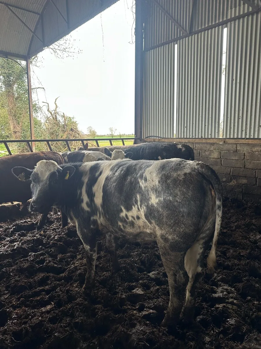 ⭐️ Heifers & Bullocks ⭐️ - Image 2