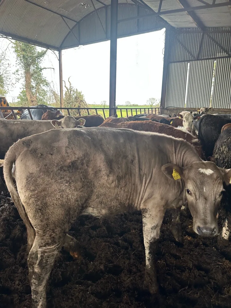 ⭐️ Heifers & Bullocks ⭐️ - Image 3