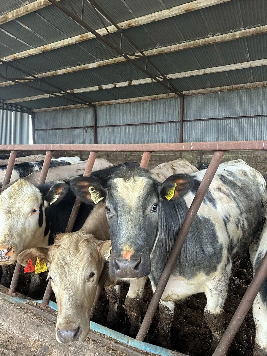 ⭐️ Heifers & Bullocks ⭐️ - Image 1