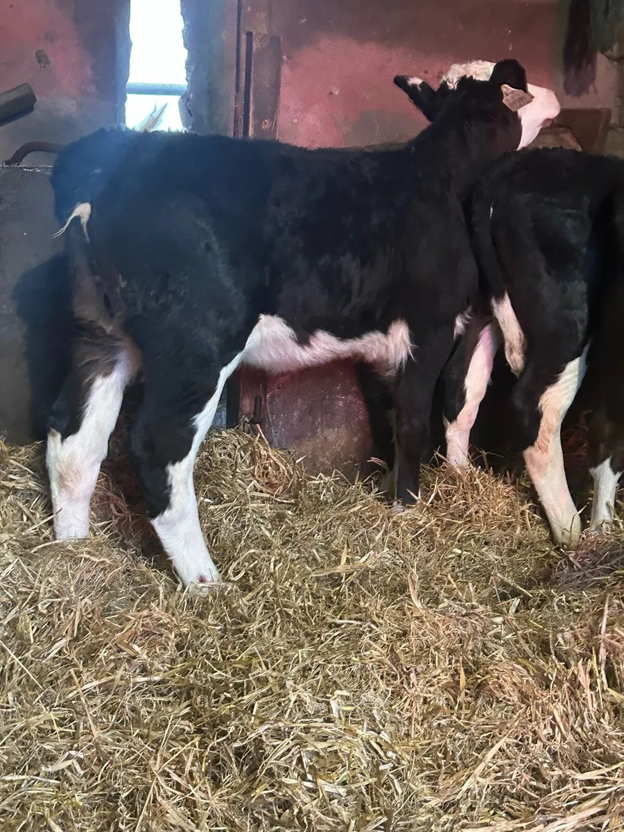 9 Proper Reared Hereford Heifers - Image 3