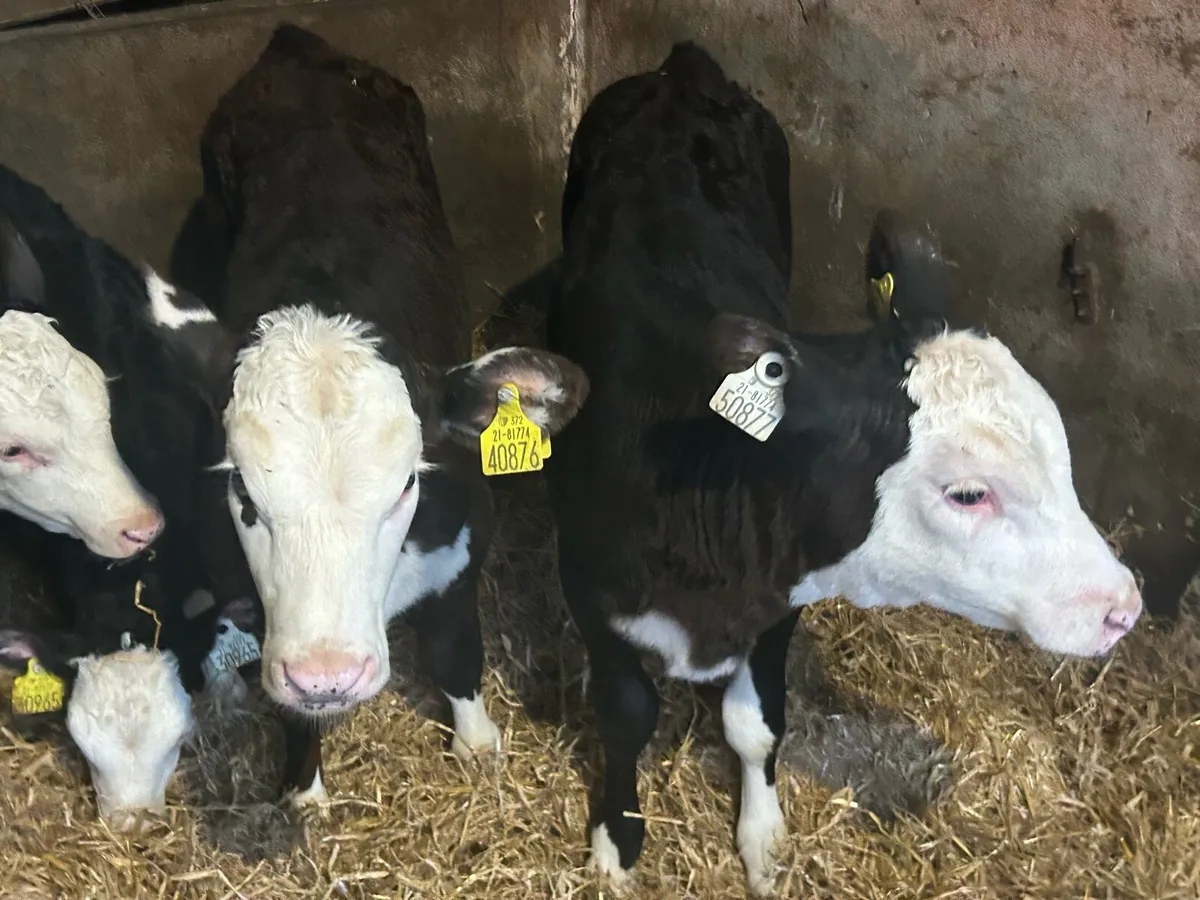 9 Proper Reared Hereford Heifers - Image 4