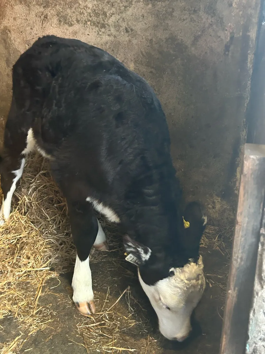 9 Proper Hereford Heifers - Image 4