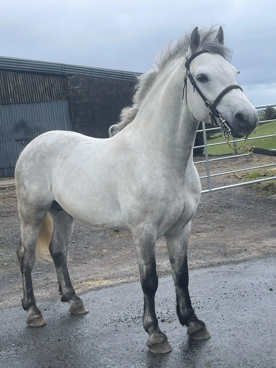 Connemara Stallion at stud - Image 1