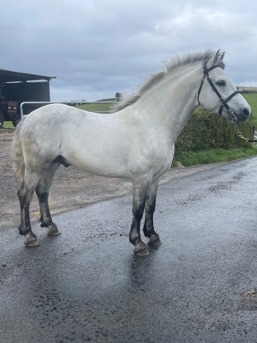 Connemara Stallion at stud - Image 2