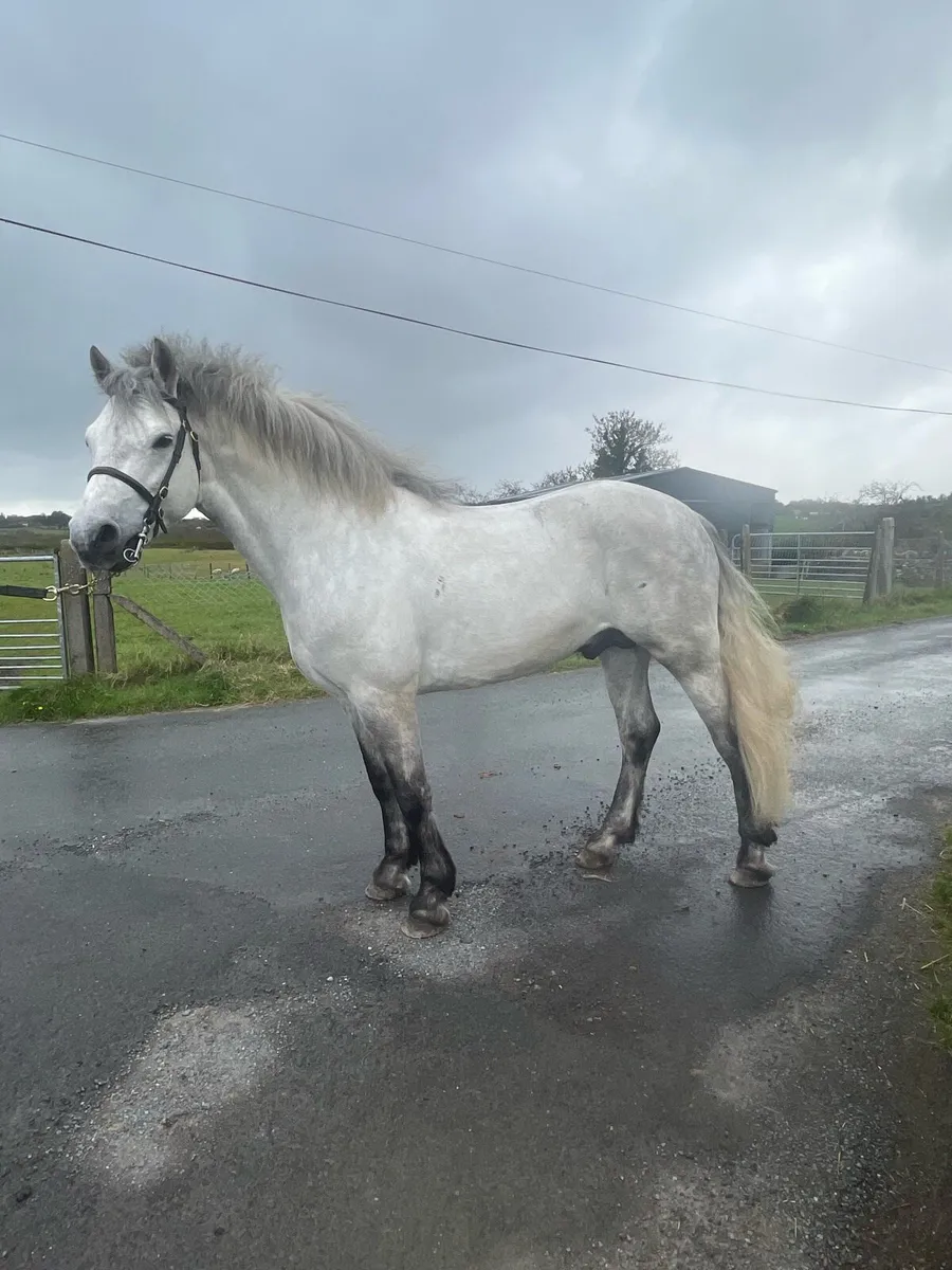 Connemara Stallion at stud - Image 3