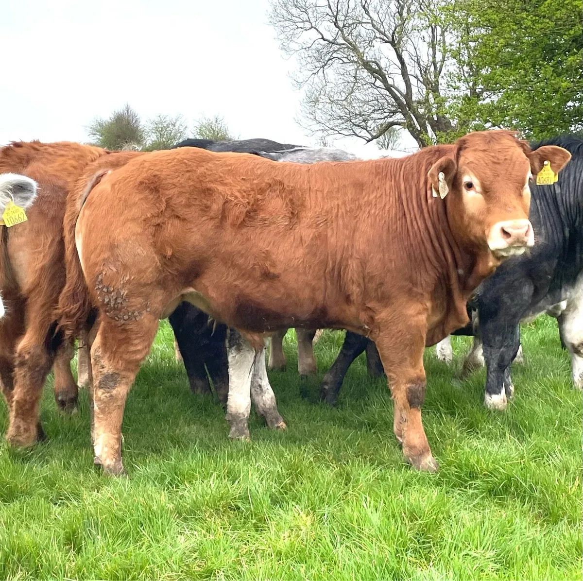 Bull Weanlings - Image 2