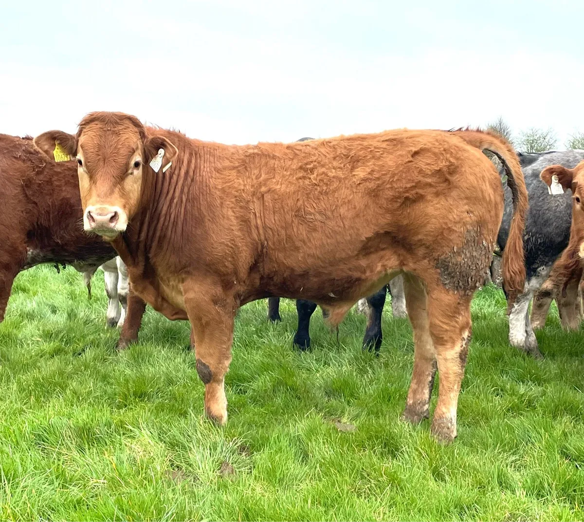 Bull Weanlings - Image 3