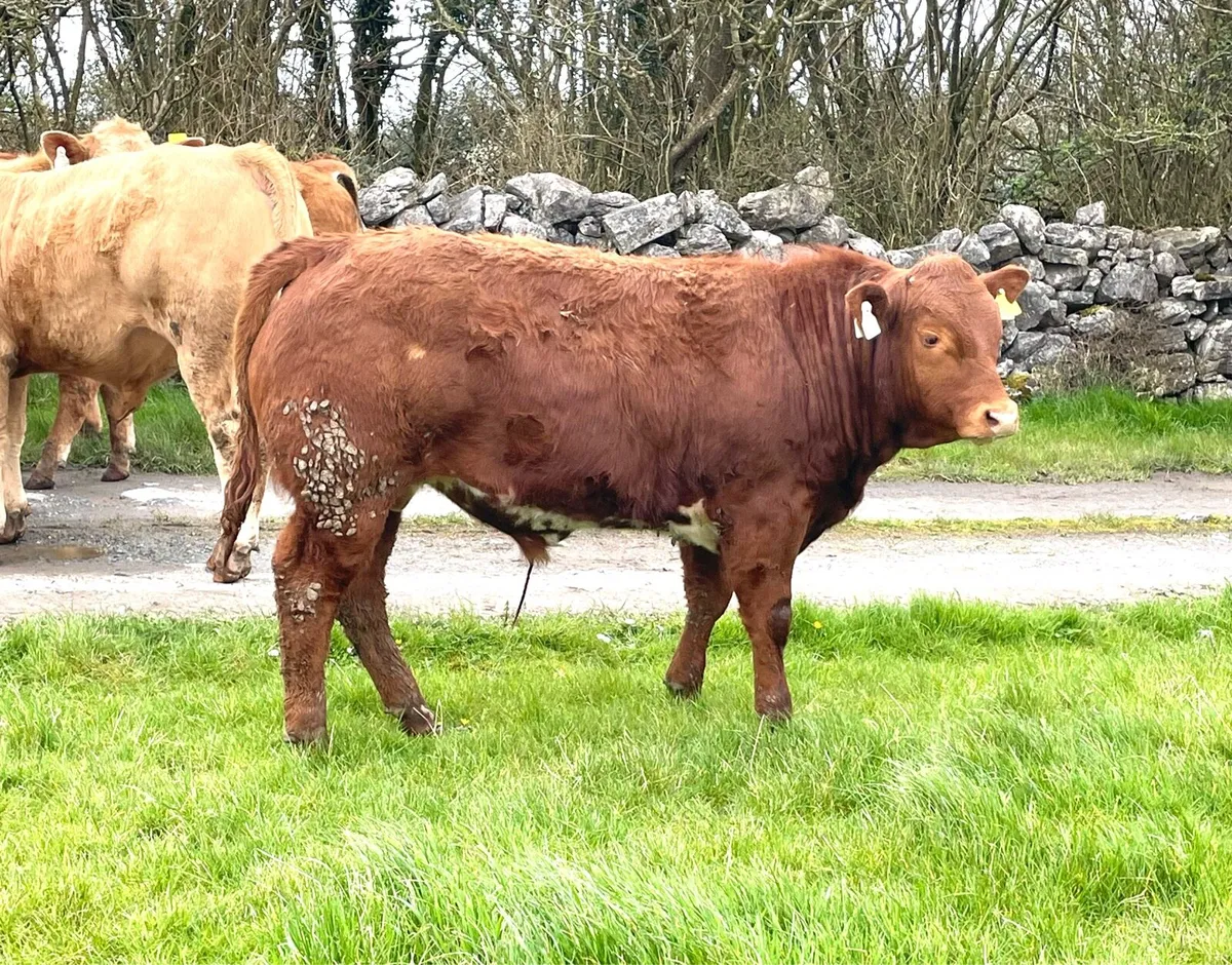 Bull Weanlings - Image 4