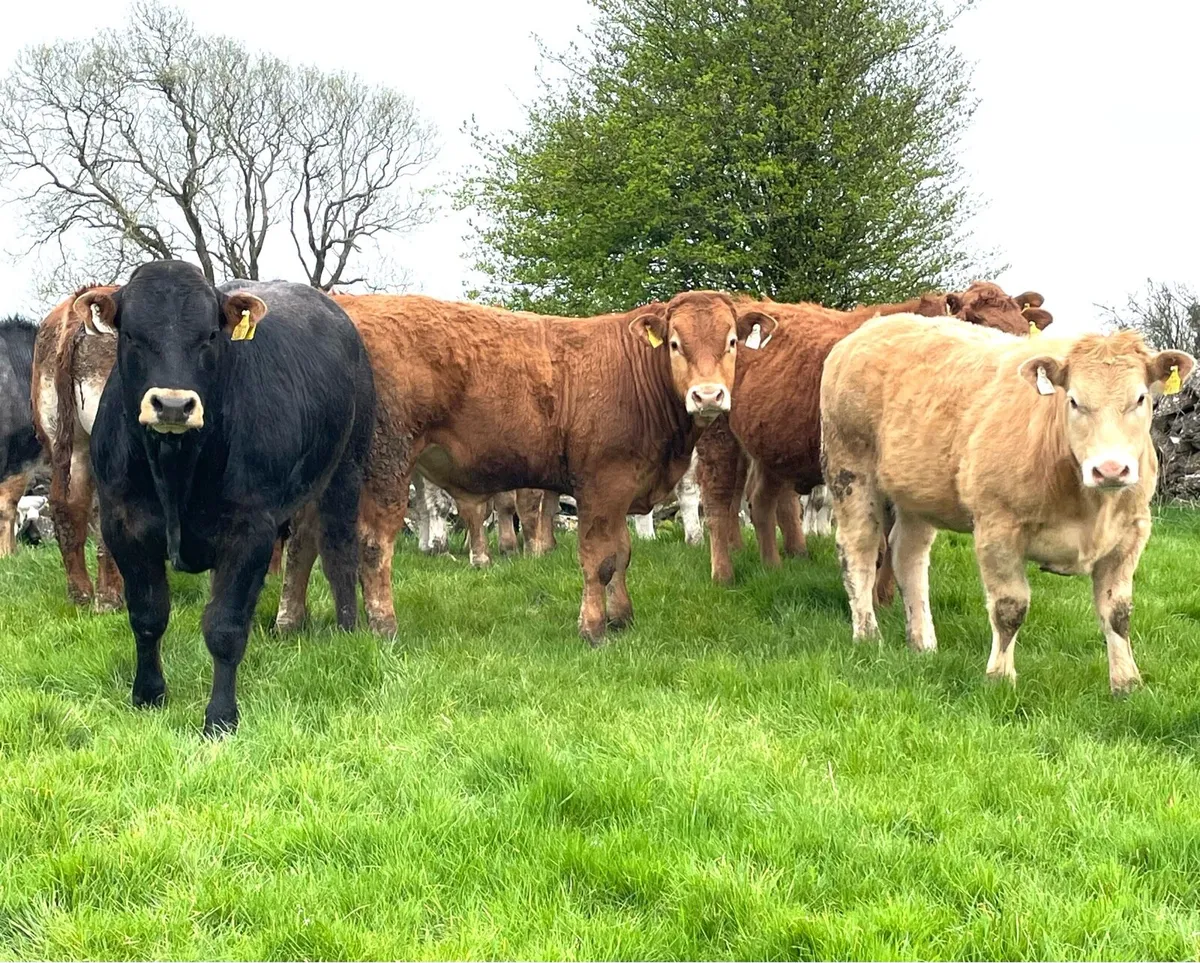Bull Weanlings - Image 1