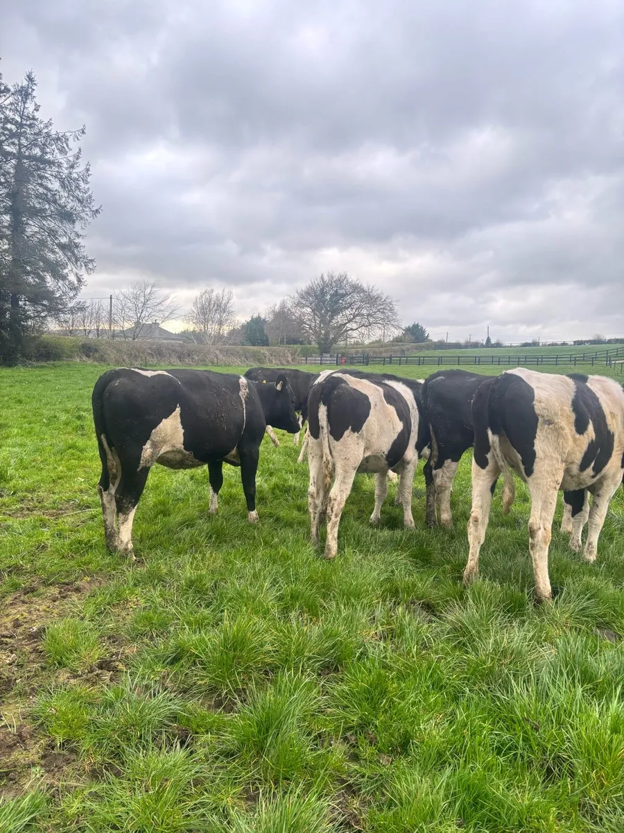 7 Fr maiden heifers - Image 3