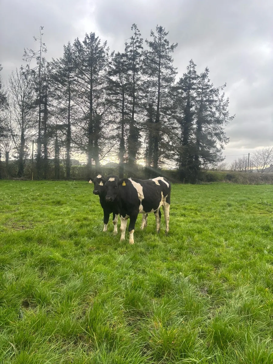 7 Fr maiden heifers - Image 4