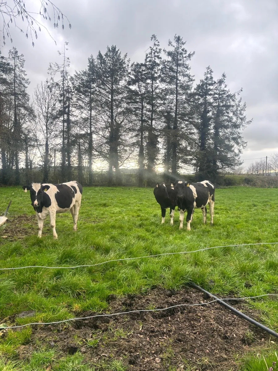 7 Fr maiden heifers - Image 1