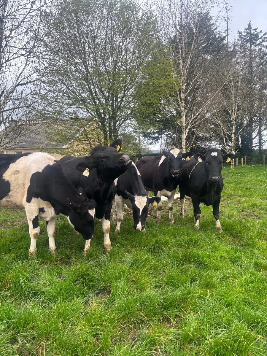 7 Fr maiden heifers - Image 2