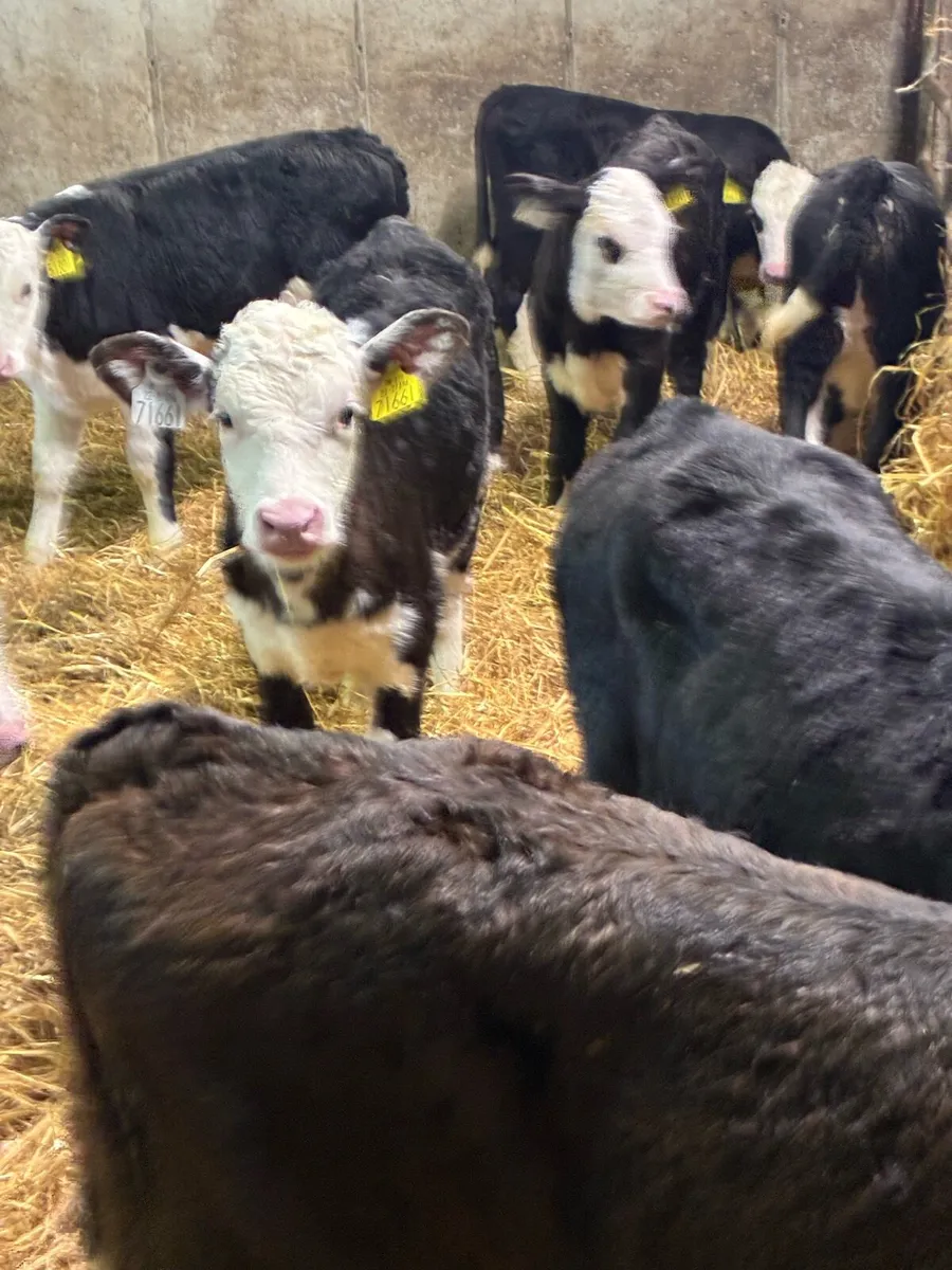 18 SUPER QUALITY HEREFORD HEIFER CALVES 5/7 WEEKS - Image 1
