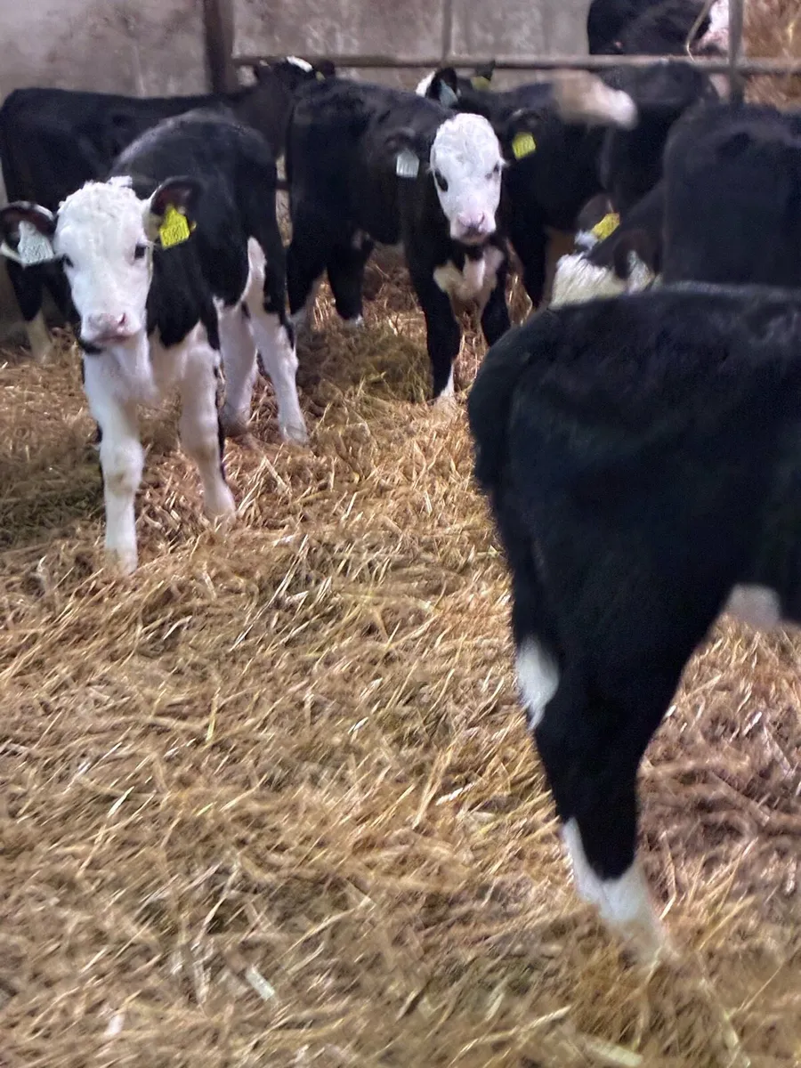 18 SUPER QUALITY HEREFORD HEIFER CALVES 5/7 WEEKS - Image 2