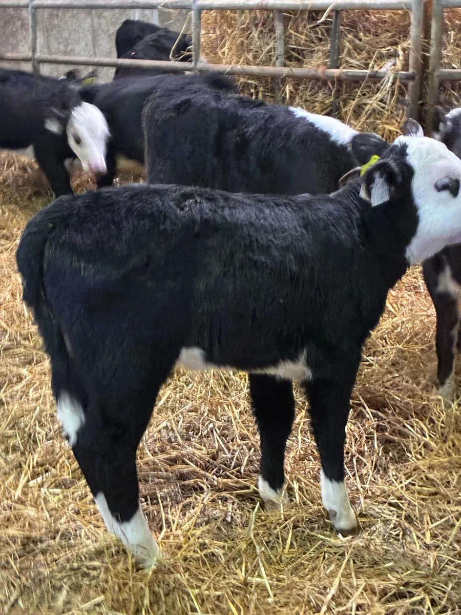 18 SUPER QUALITY HEREFORD HEIFER CALVES 5/7 WEEKS - Image 3