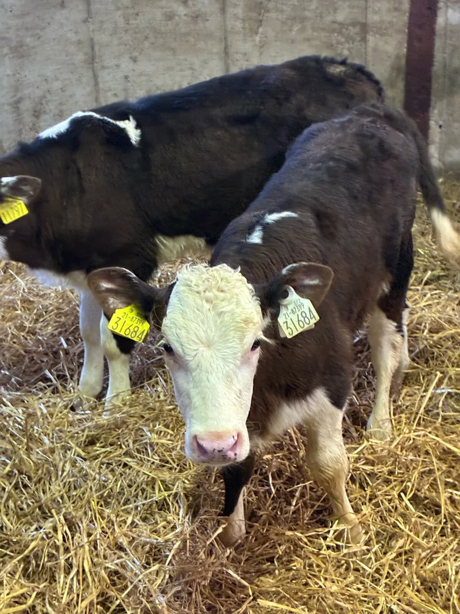 18 SUPER QUALITY HEREFORD HEIFER CALVES 5/7 WEEKS - Image 4