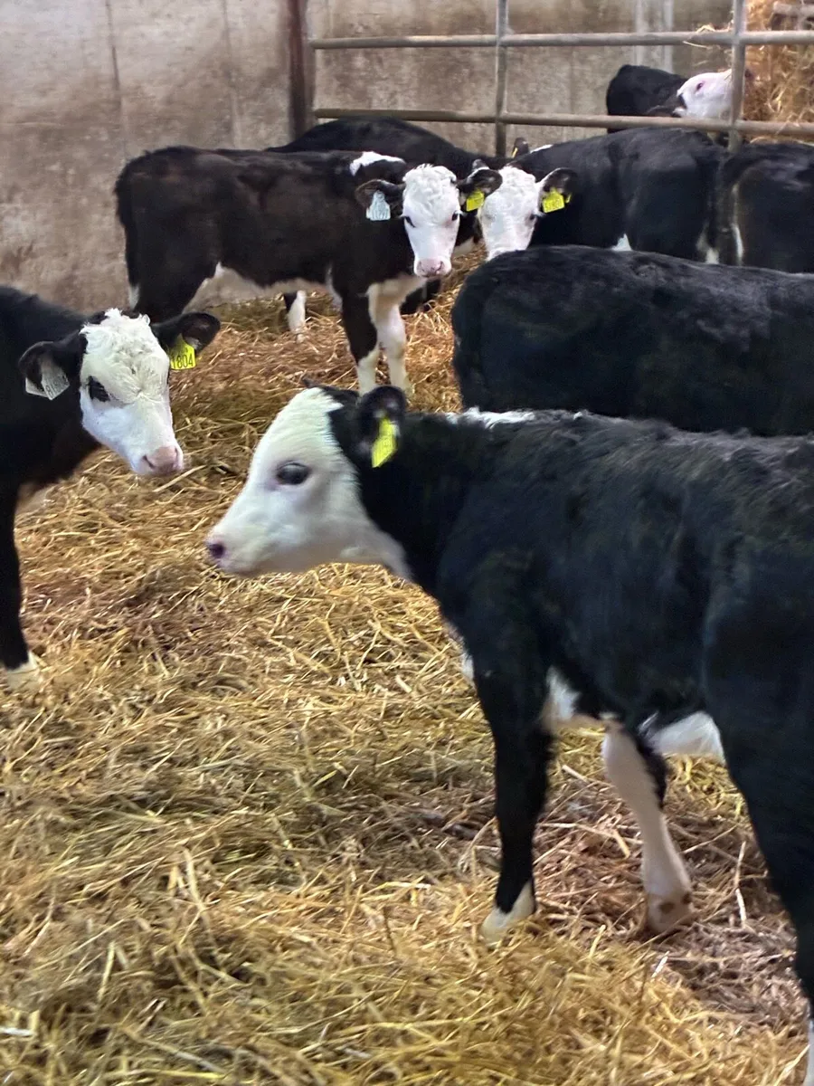17 TOP QUALITY HEREFORD HEIFER CALVES 5/7 WEEKS - Image 2