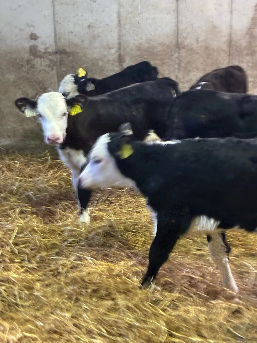 17 TOP QUALITY HEREFORD HEIFER CALVES 5/7 WEEKS - Image 1