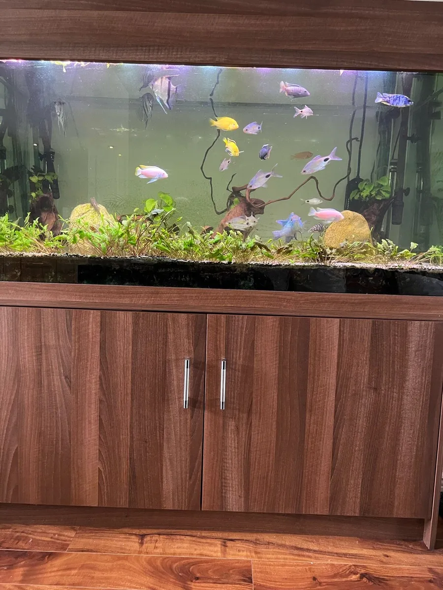 580 L Fish tank - Image 2