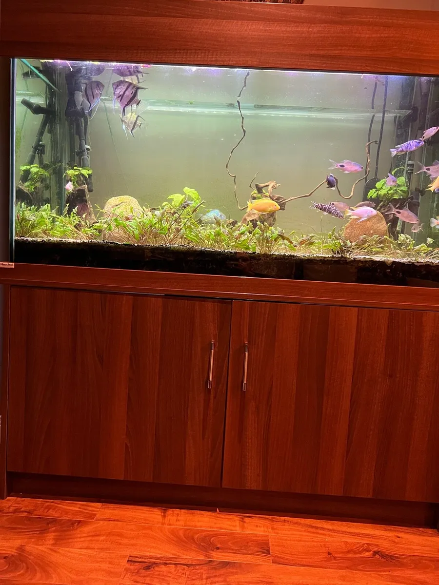 580 L Fish tank - Image 3