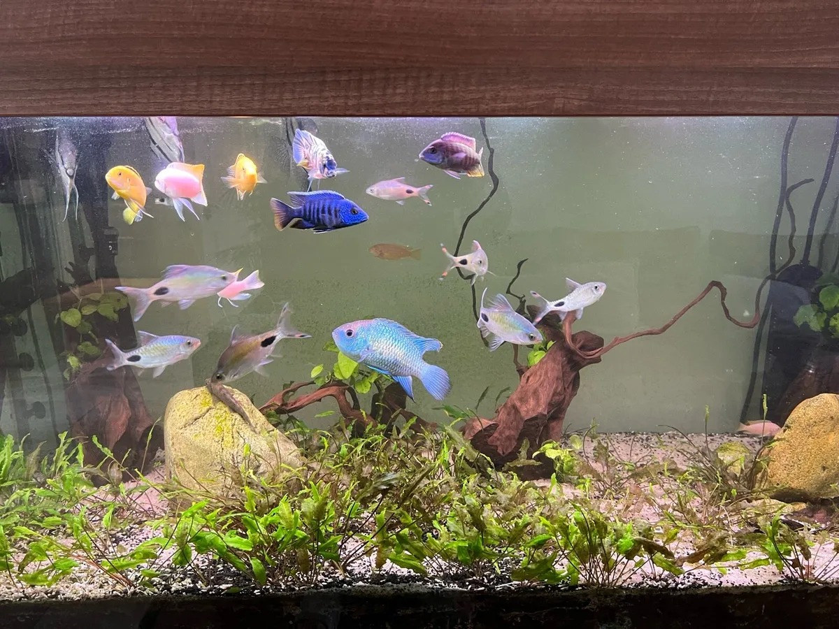 580 L Fish tank - Image 4