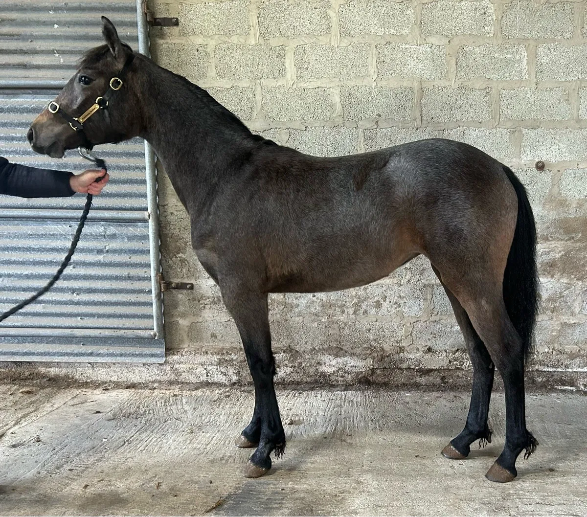 Smashing Connemara yearling filly for sale - Image 1