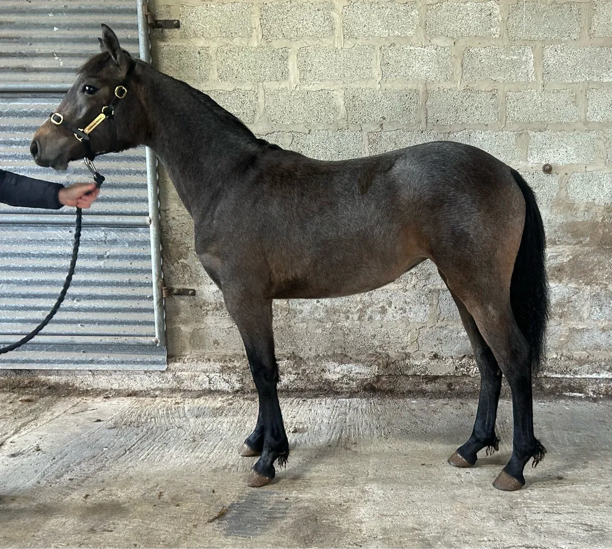 Smashing Connemara yearling filly for sale - Image 2