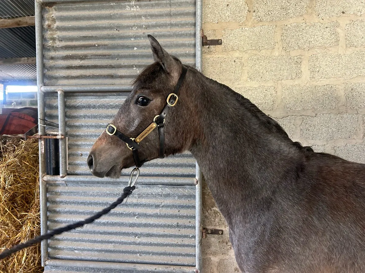 Smashing Connemara yearling filly for sale - Image 3