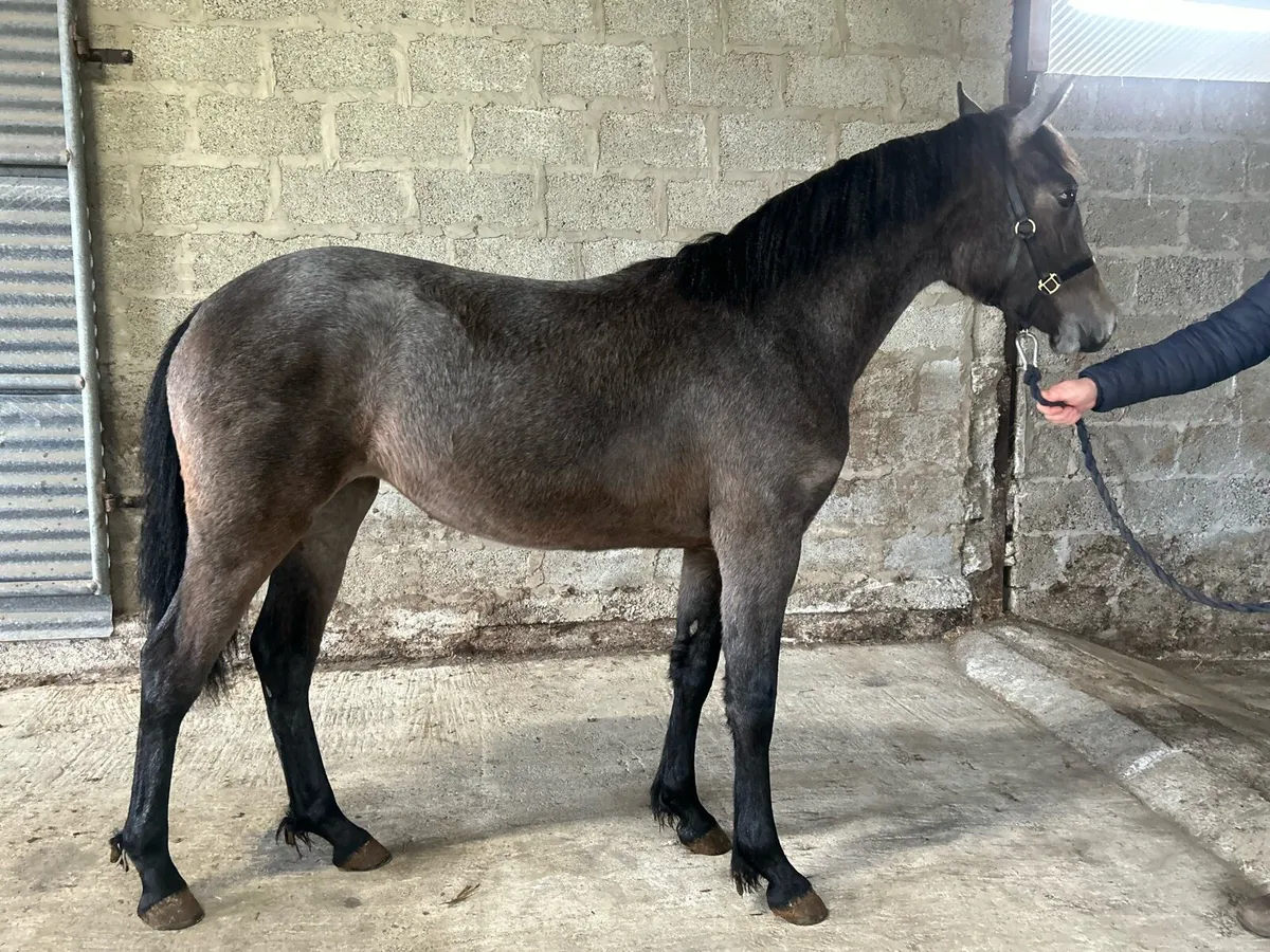 Smashing Connemara yearling filly for sale - Image 4