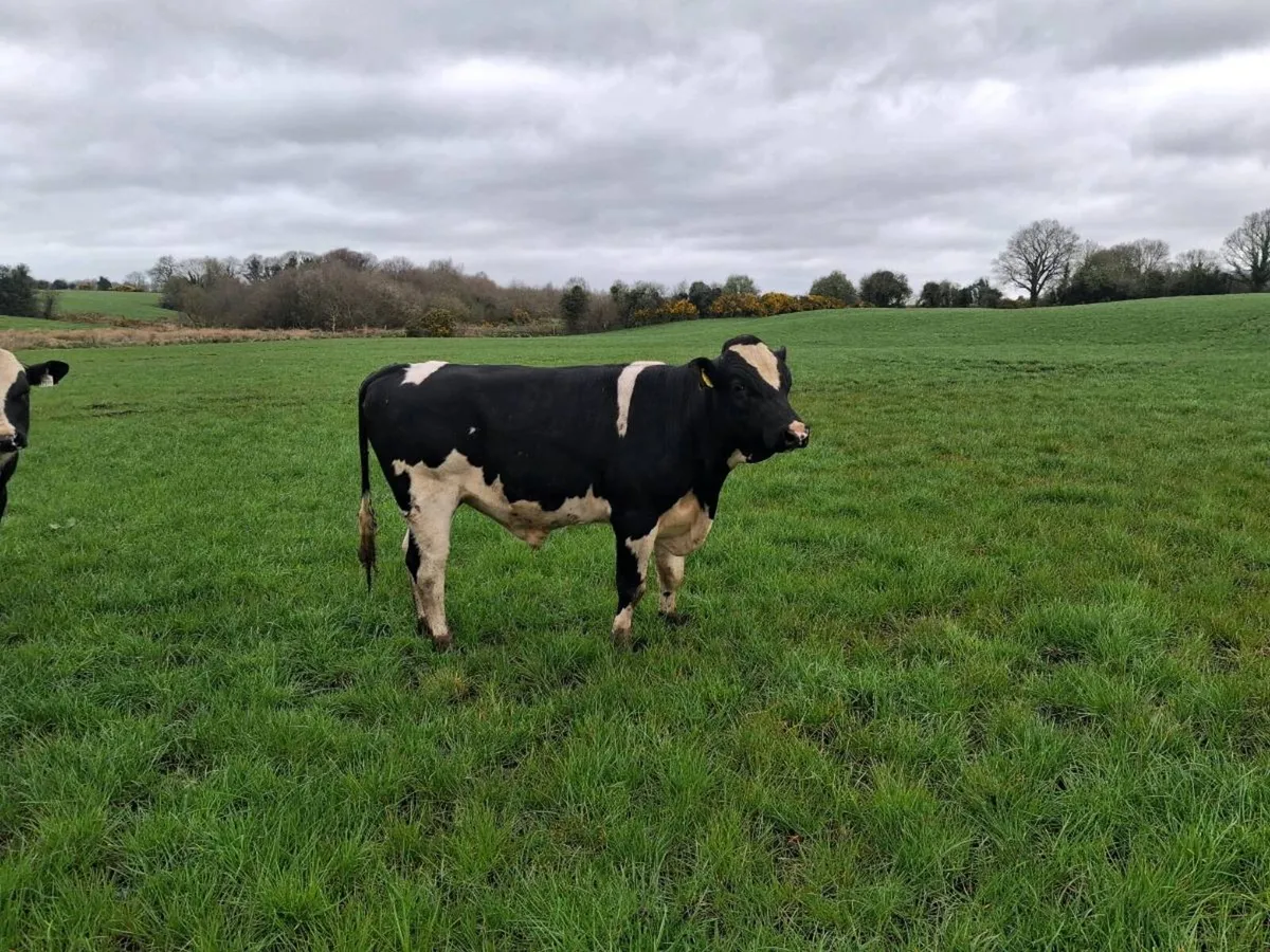 High EBI Friesian stock bulls - Image 1