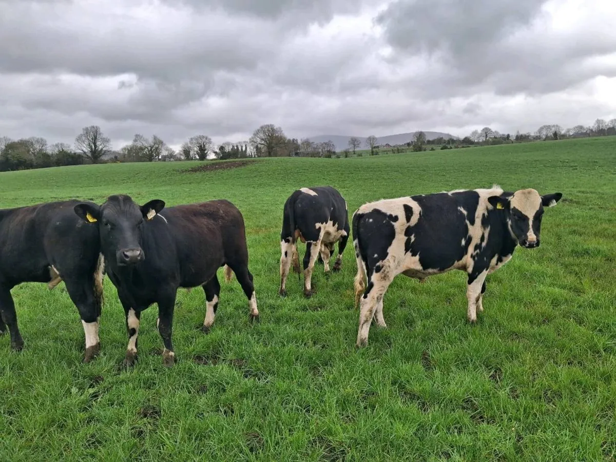 High EBI Friesian stock bulls - Image 2