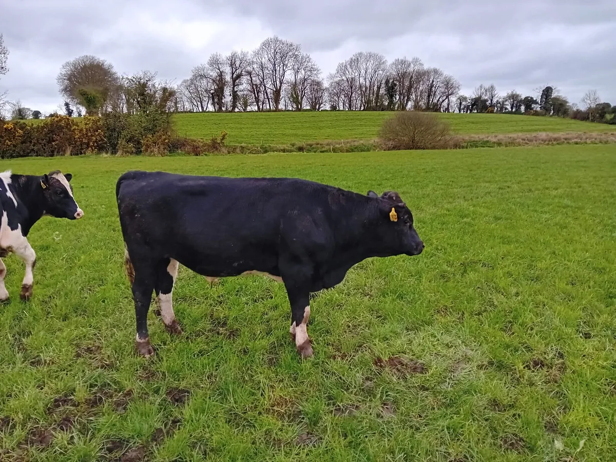 High EBI Friesian stock bulls - Image 3