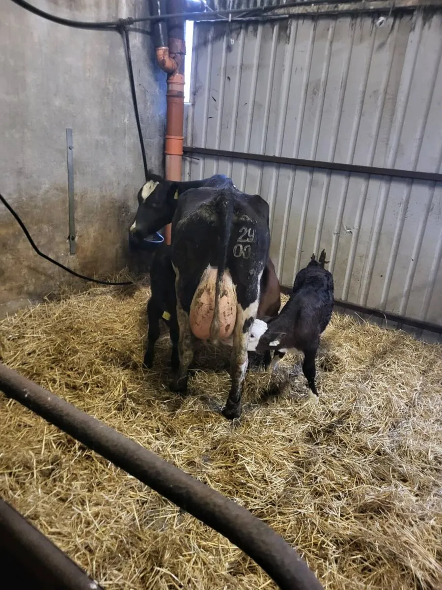 Cow and 3 calves - Image 1