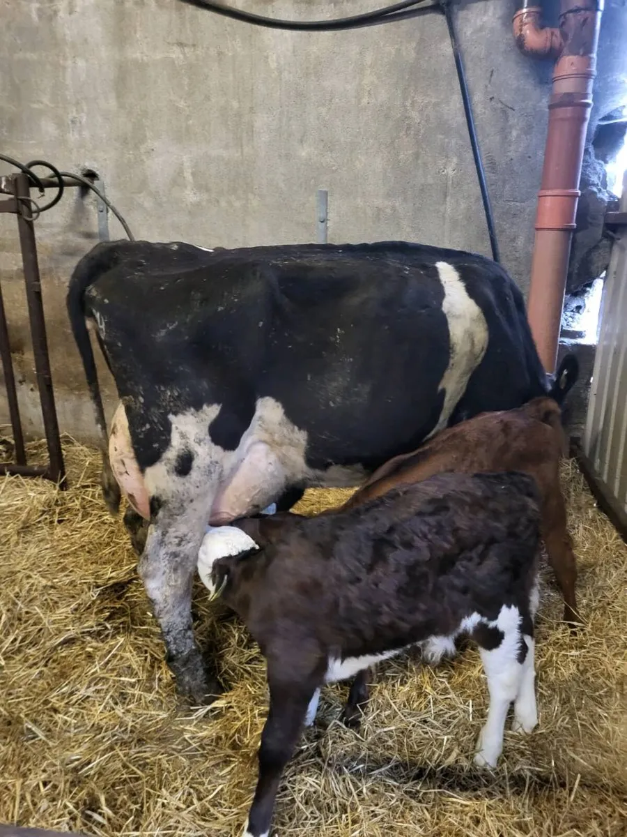 Cow and 3 calves - Image 2