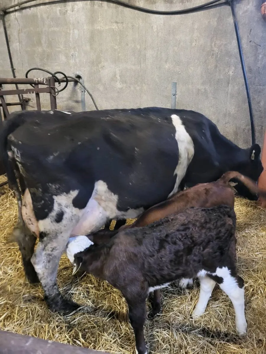 Cow and 3 calves - Image 3