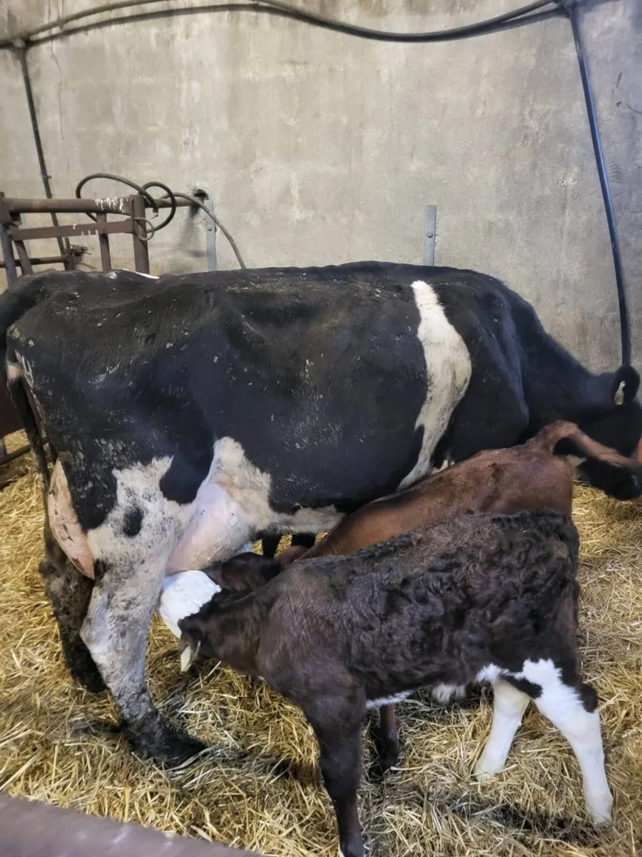 Cow and 3 calves - Image 4