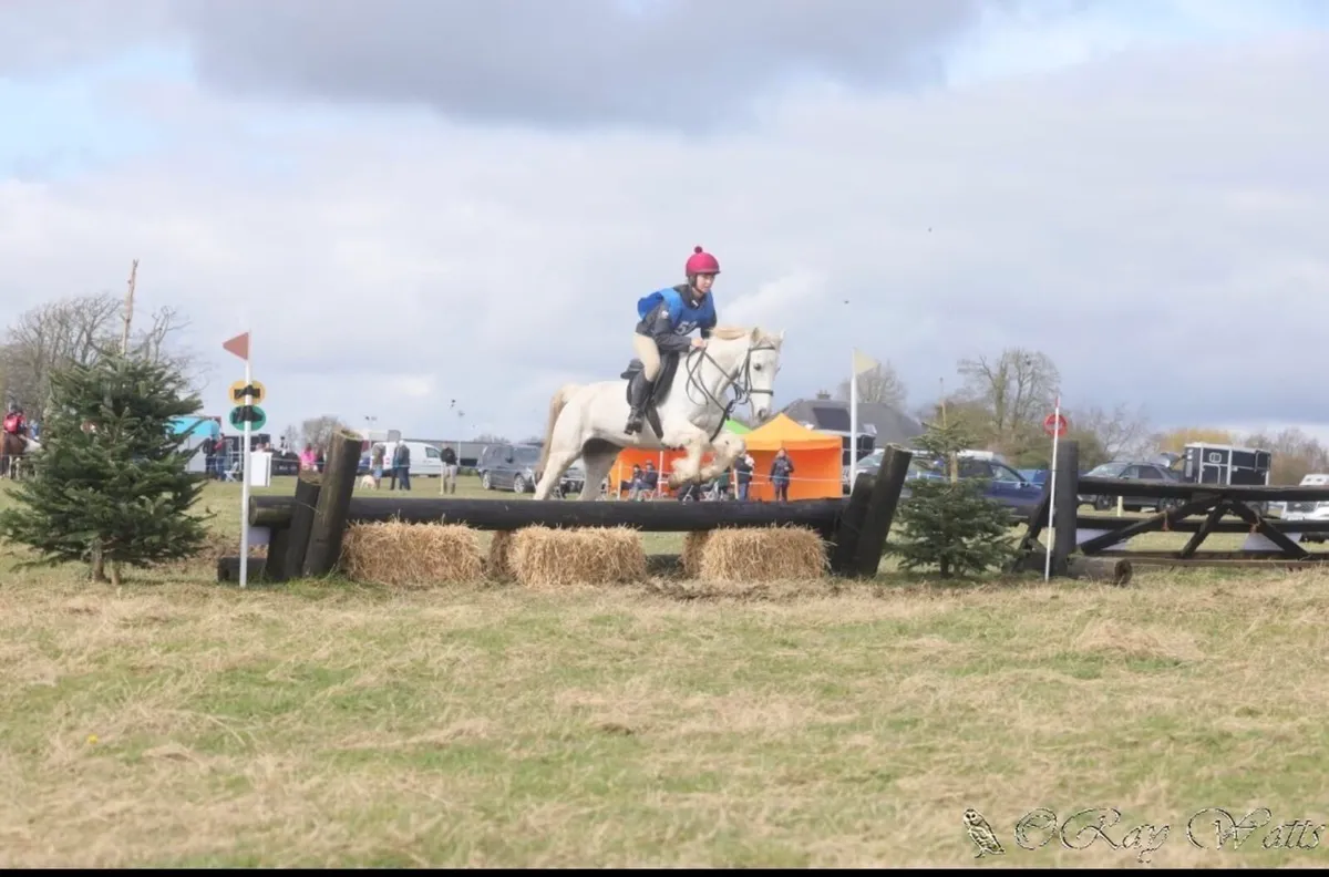 Sliver Dun Rose 14.2 Conamara pony - 17yr - Image 1