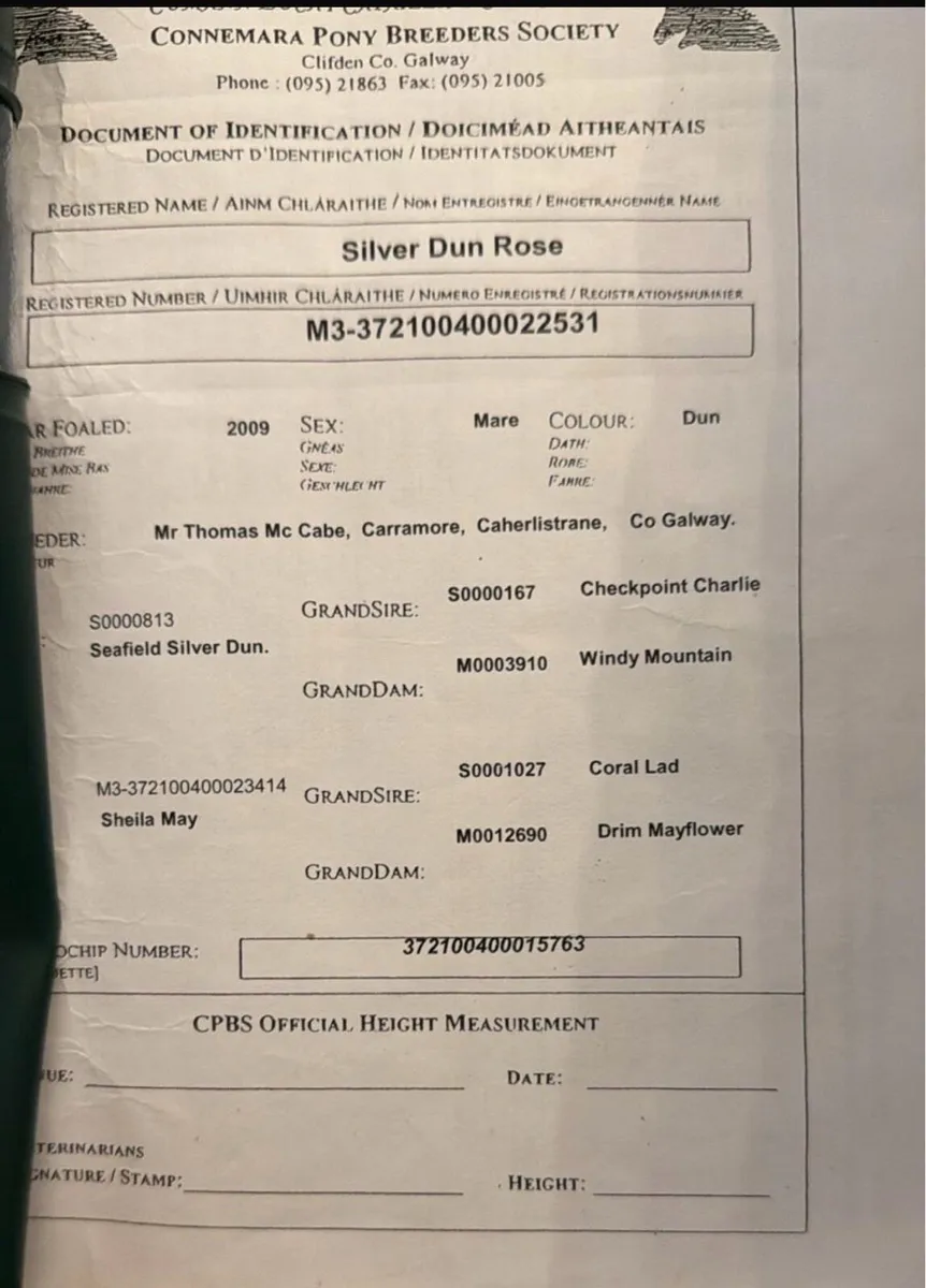 Sliver Dun Rose 14.2 Conamara pony - 17yr - Image 2