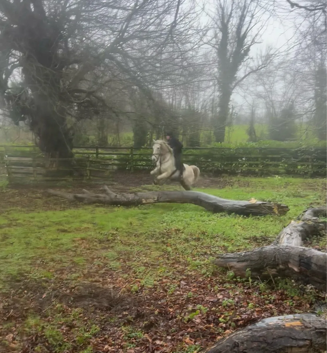 Sliver Dun Rose 14.2 Conamara pony - 17yr - Image 3