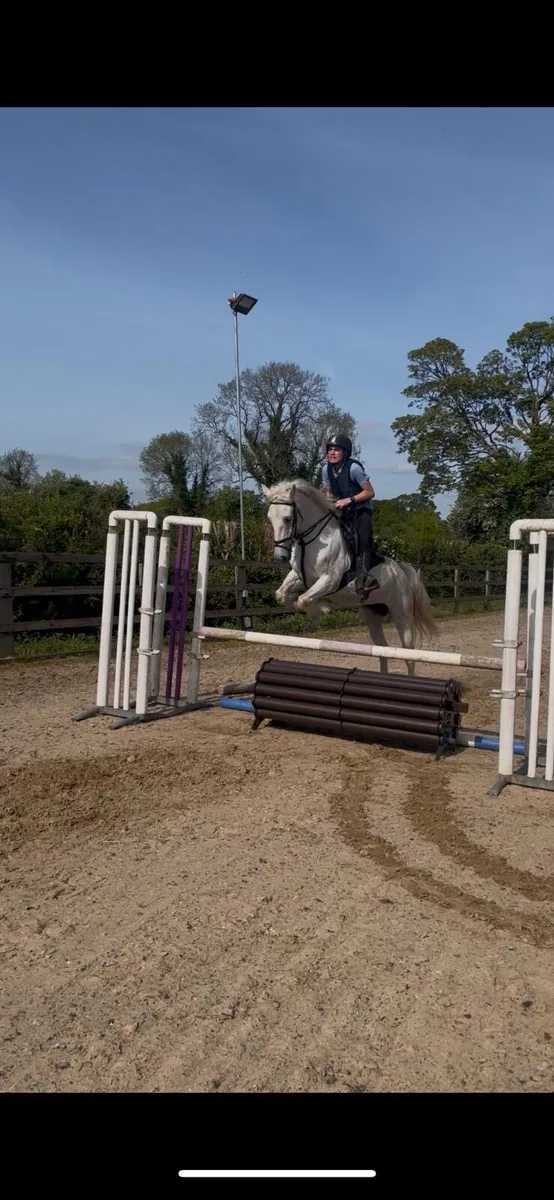 Sliver Dun Rose 14.2 Conamara pony - 17yr - Image 4