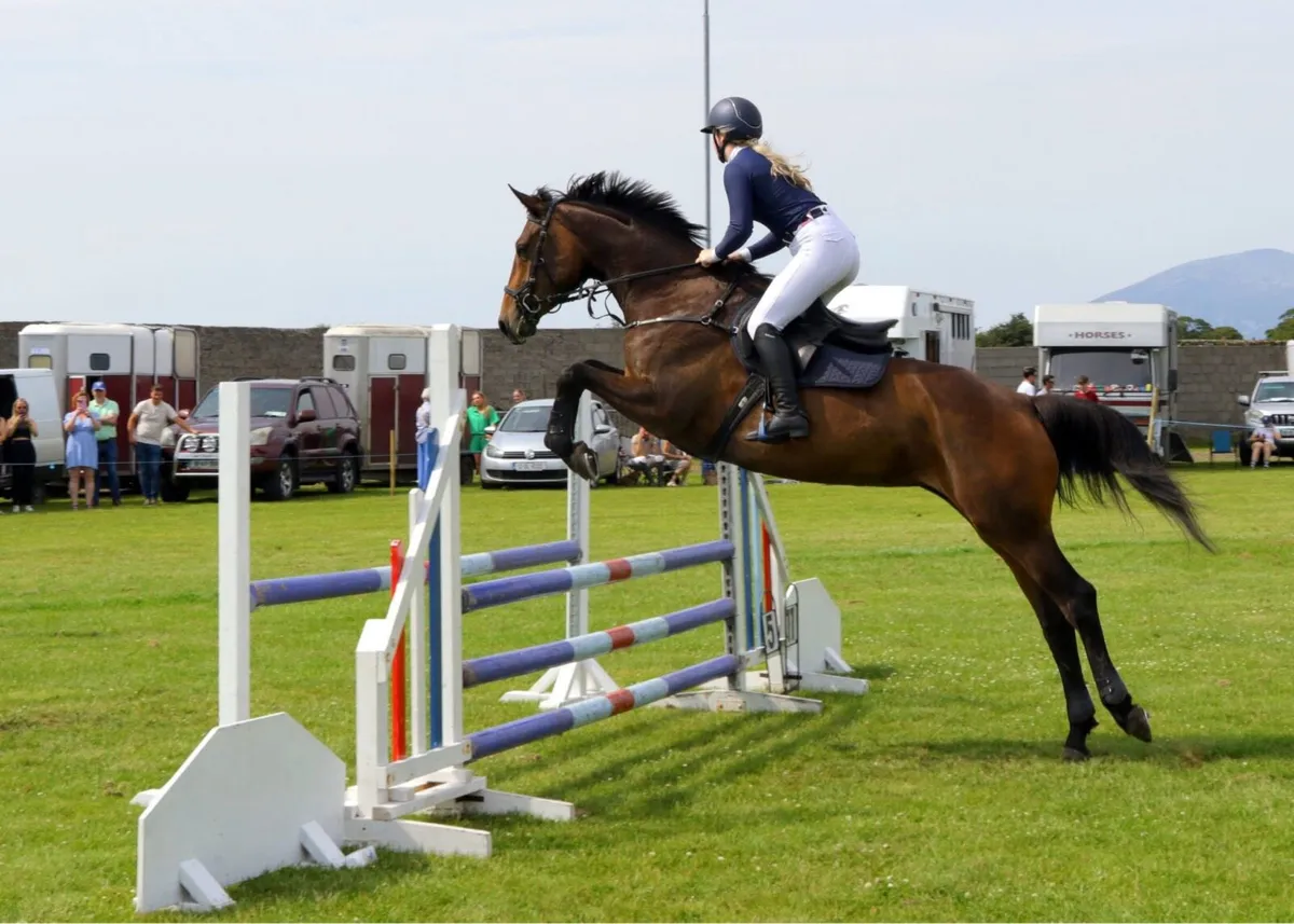 8YO ISH Mare - Image 1