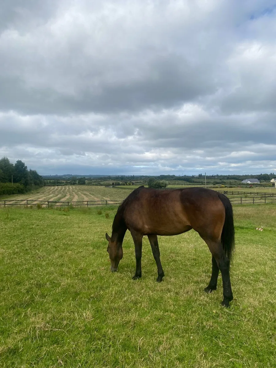 8YO ISH Mare - Image 2