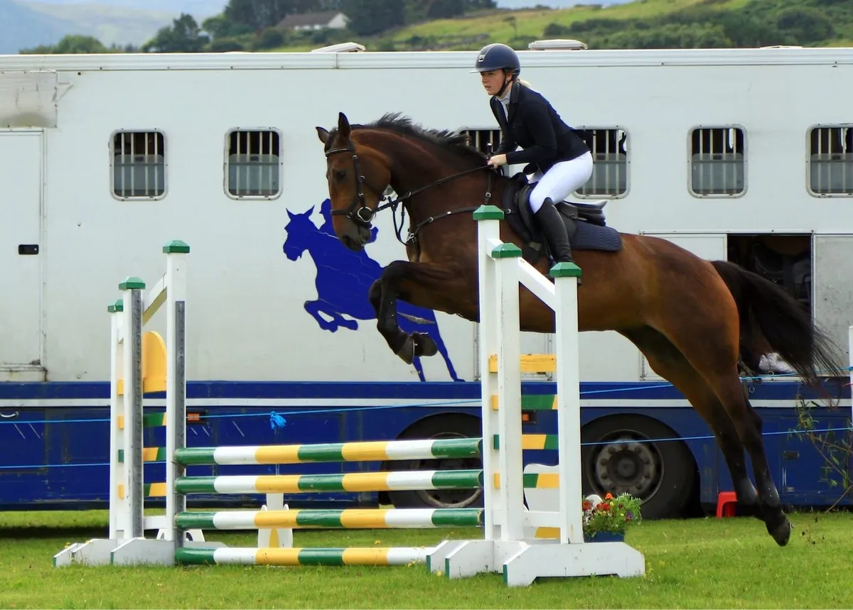 8YO ISH Mare - Image 4