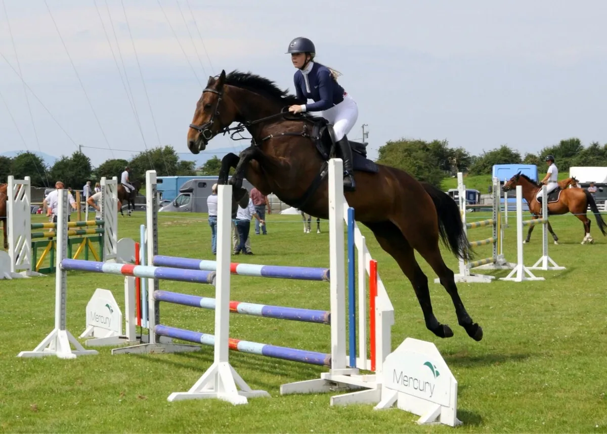 8YO ISH Mare - Image 1