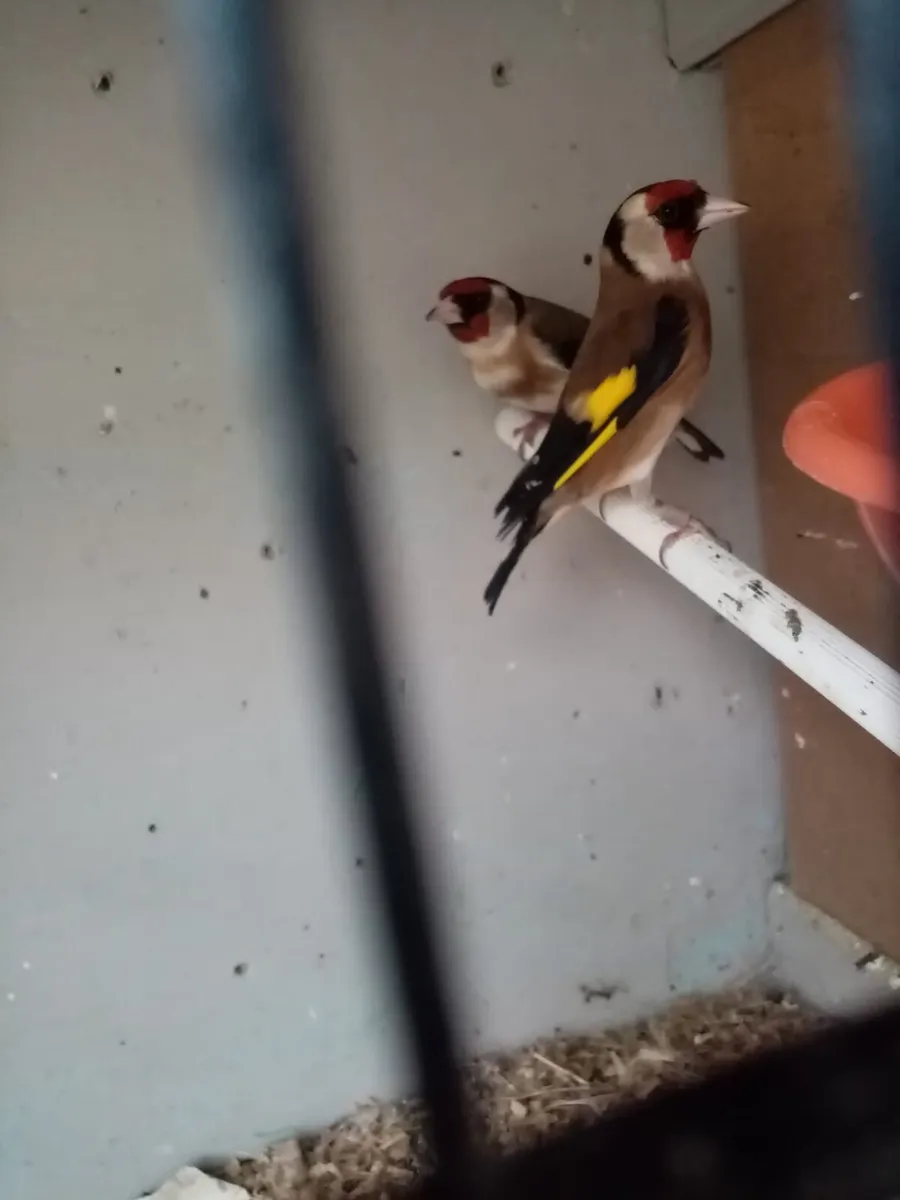 Goldfinches - Image 1
